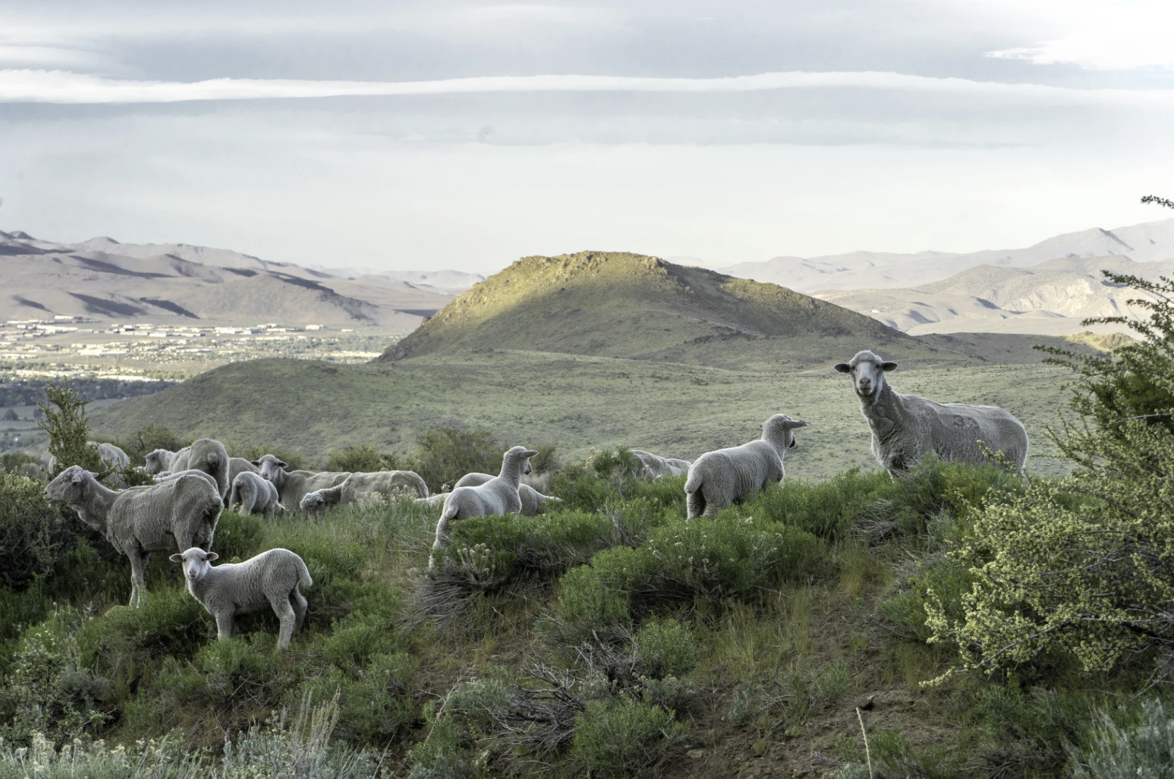 The Borda Sheep look curiously at the camera as they graze in Kings Canyon above Carson City, Nev. Photo taken April 2021.